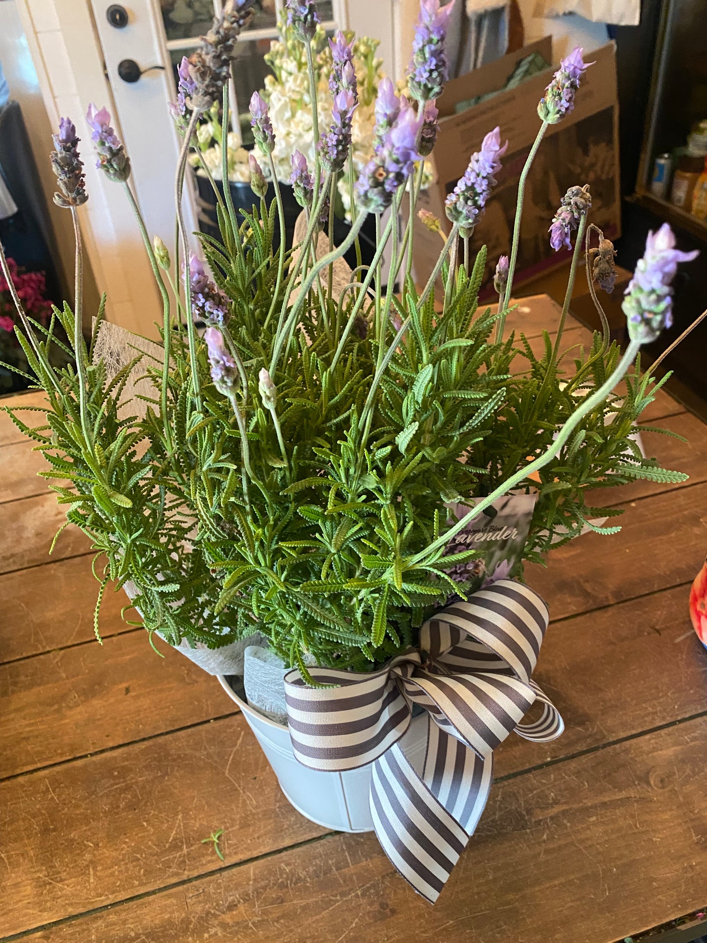 Fresh Lavender