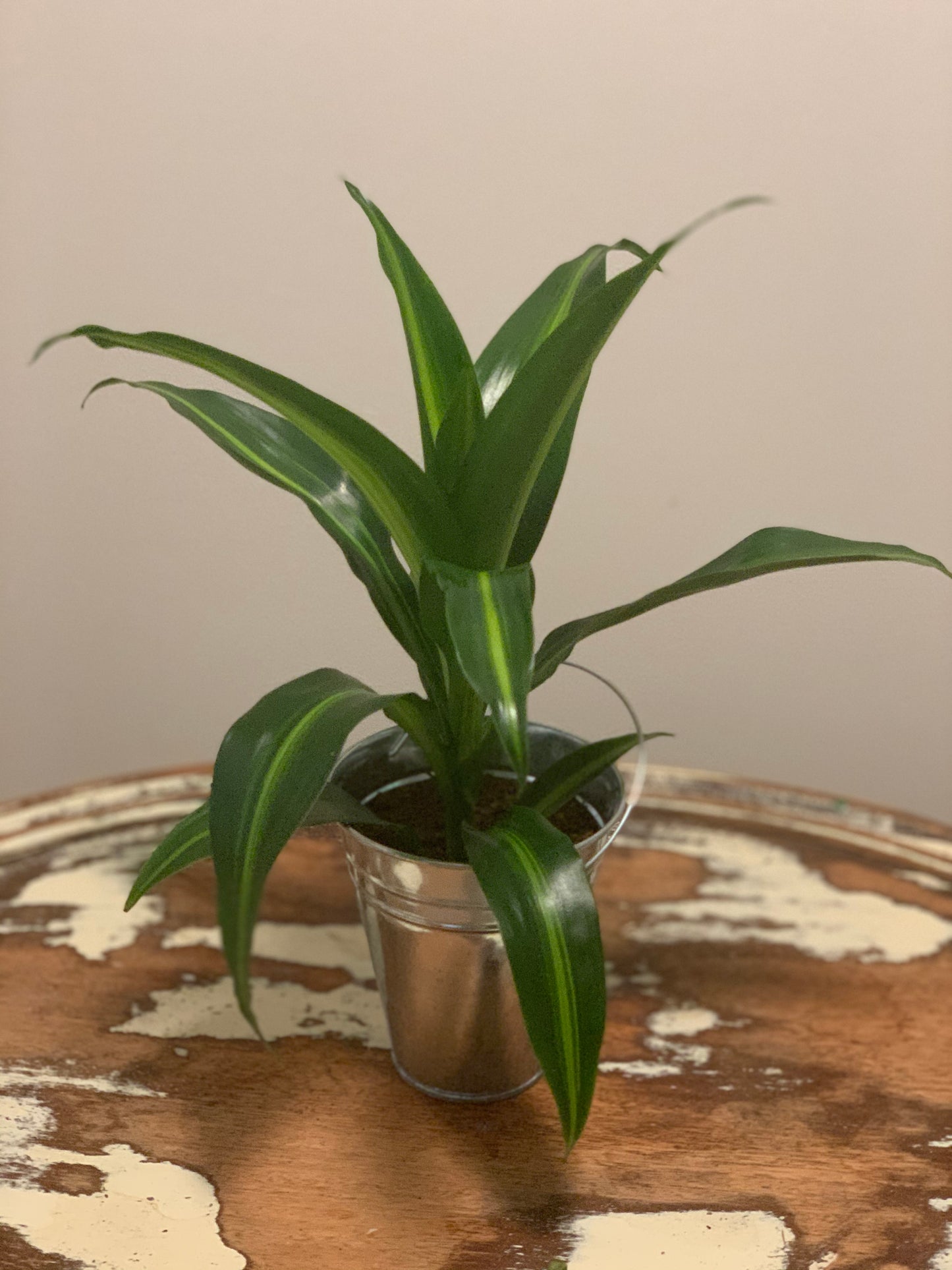 5" Indoor Plant