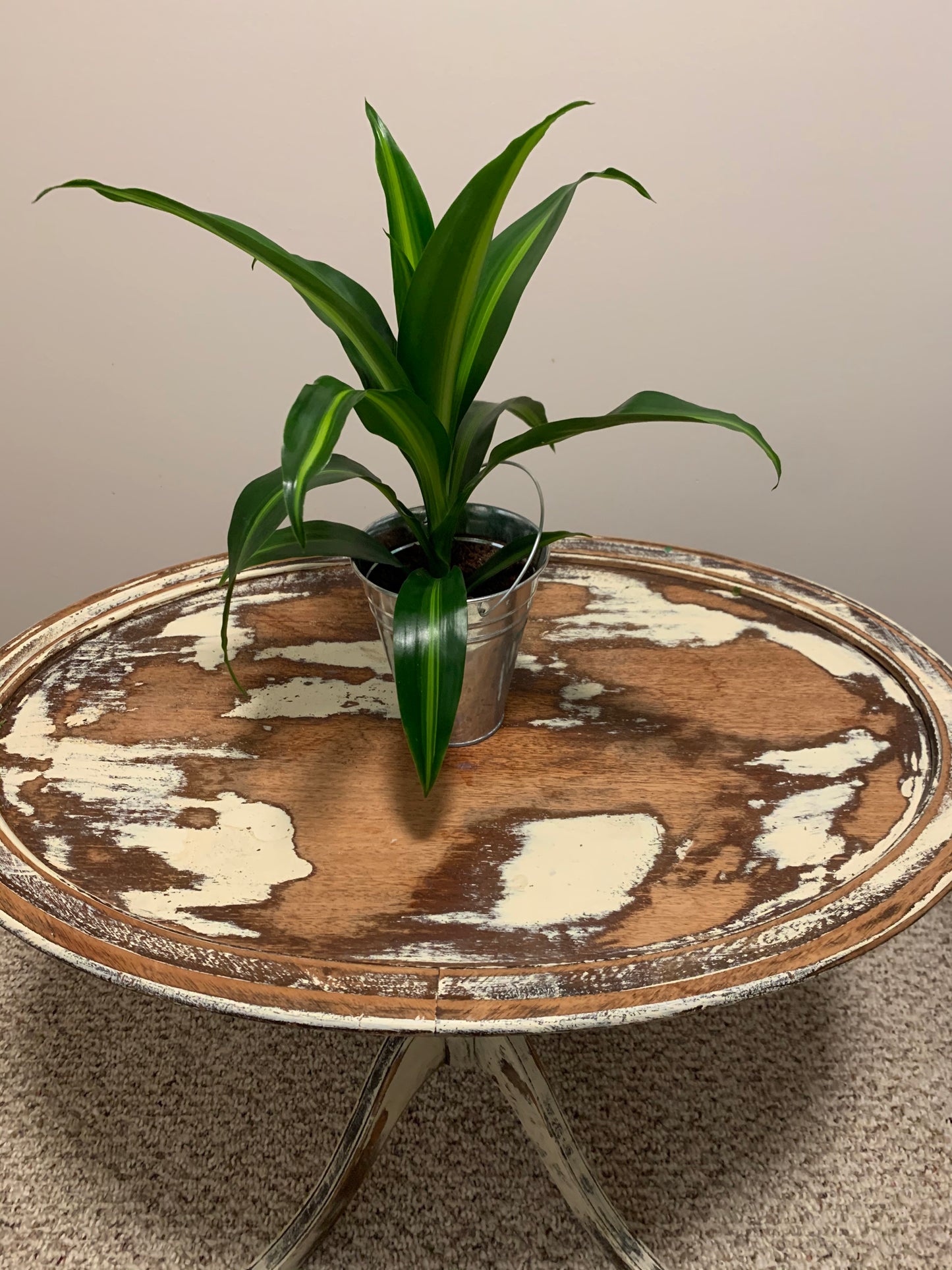 5" Indoor Plant