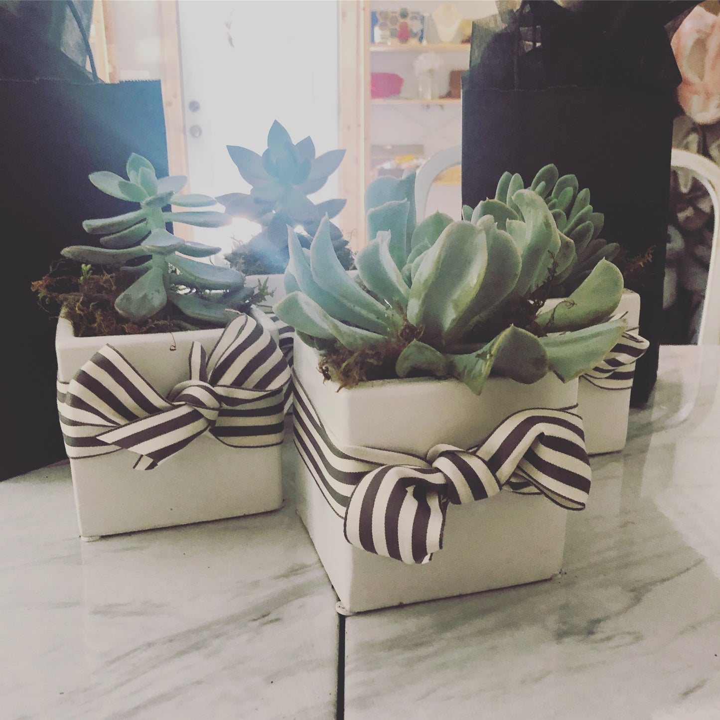 Potted succulent