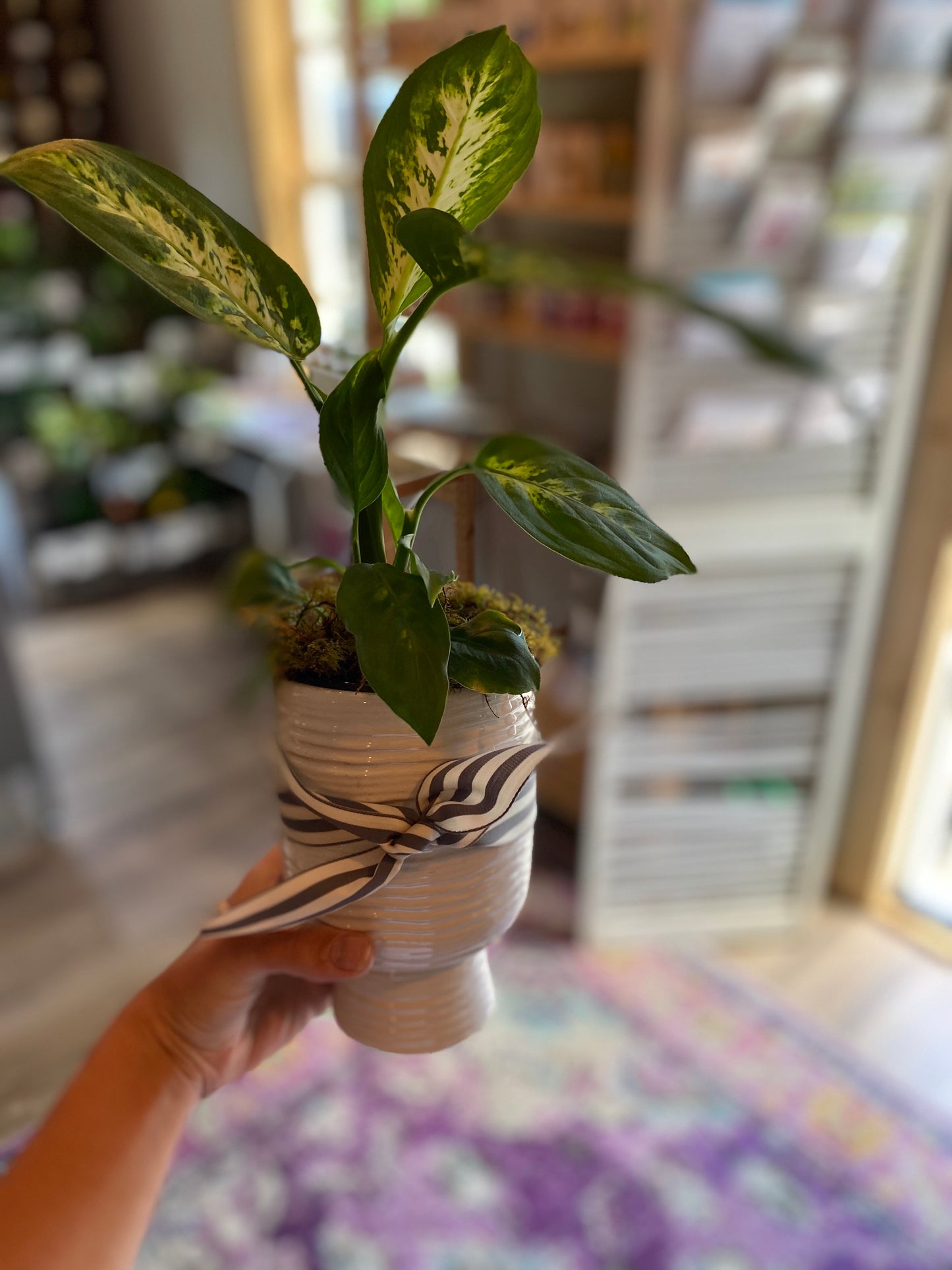 Indoor Plant - White