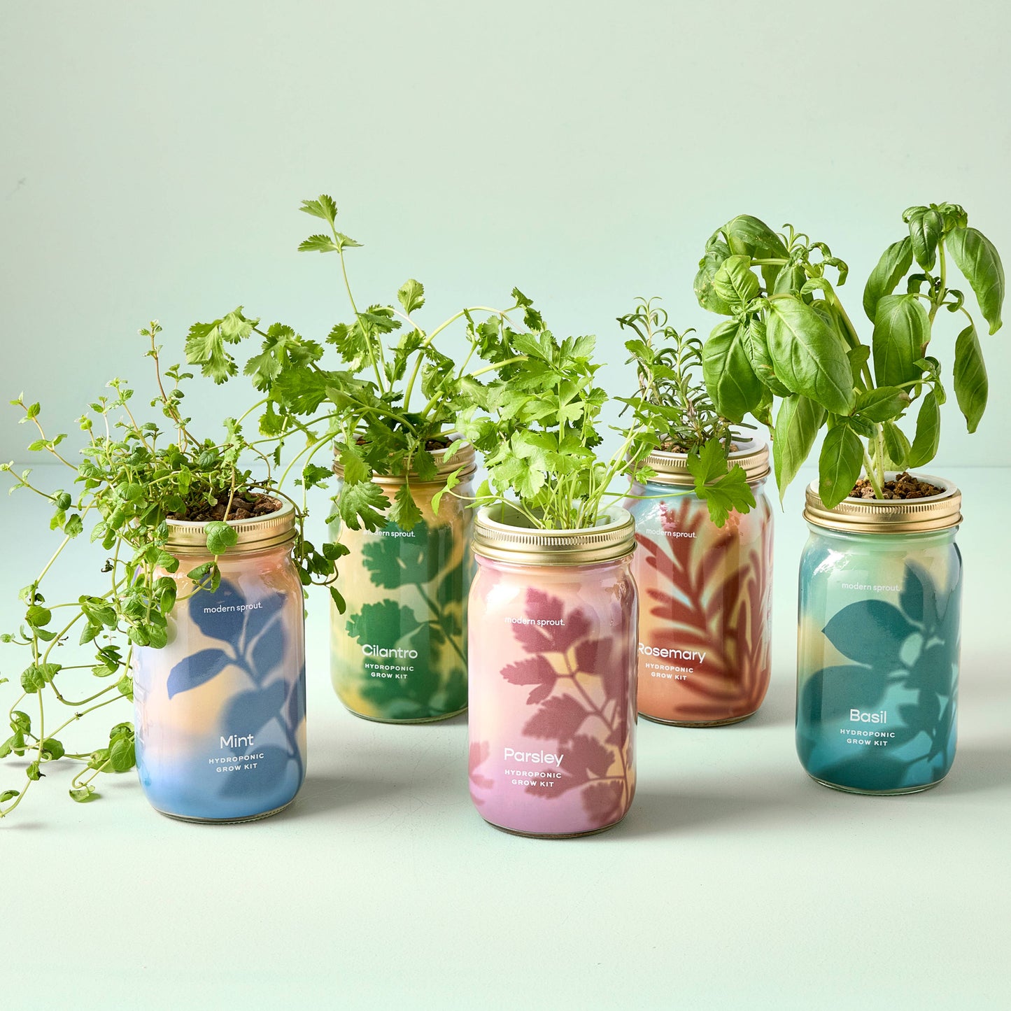 Modern Sprout - Herb Garden Jar - Basil