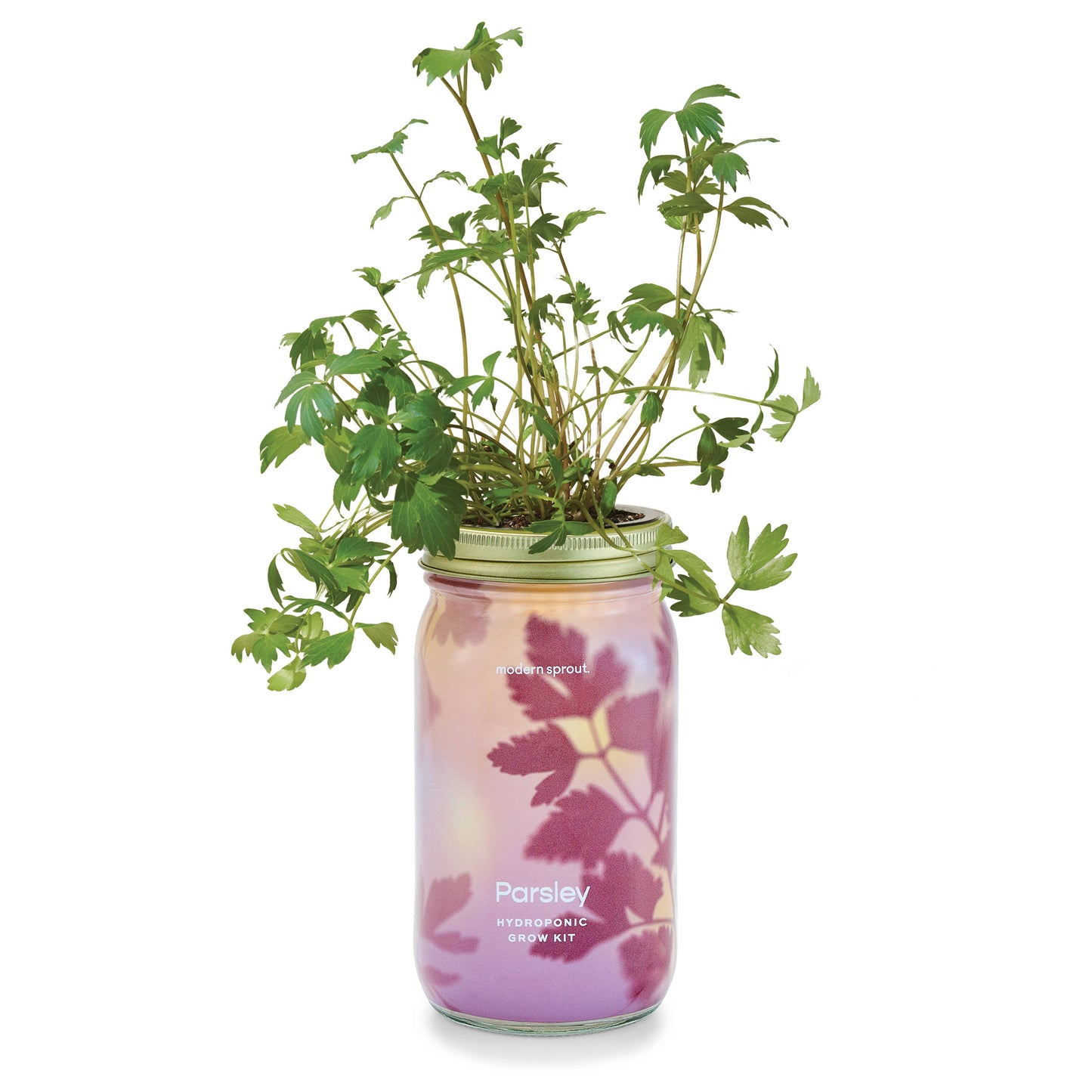 Modern Sprout - Herb Garden Jar - Basil