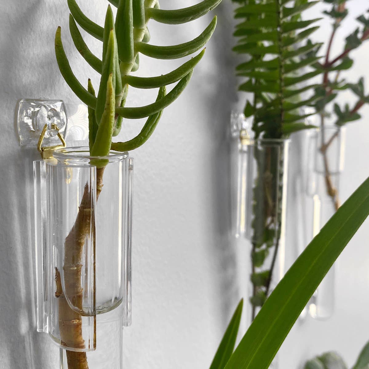 PRINT AND PROPER - Clear Test Tube Plant Hangers. Propagation Wall Station.: 3M Wall Hook