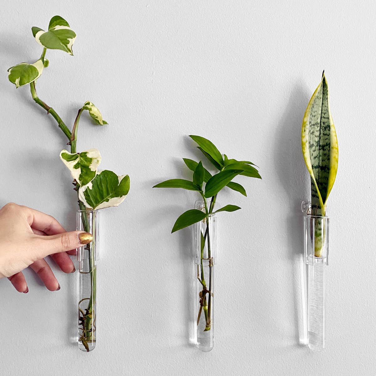 PRINT AND PROPER - Clear Test Tube Plant Hangers. Propagation Wall Station.: 3M Wall Hook