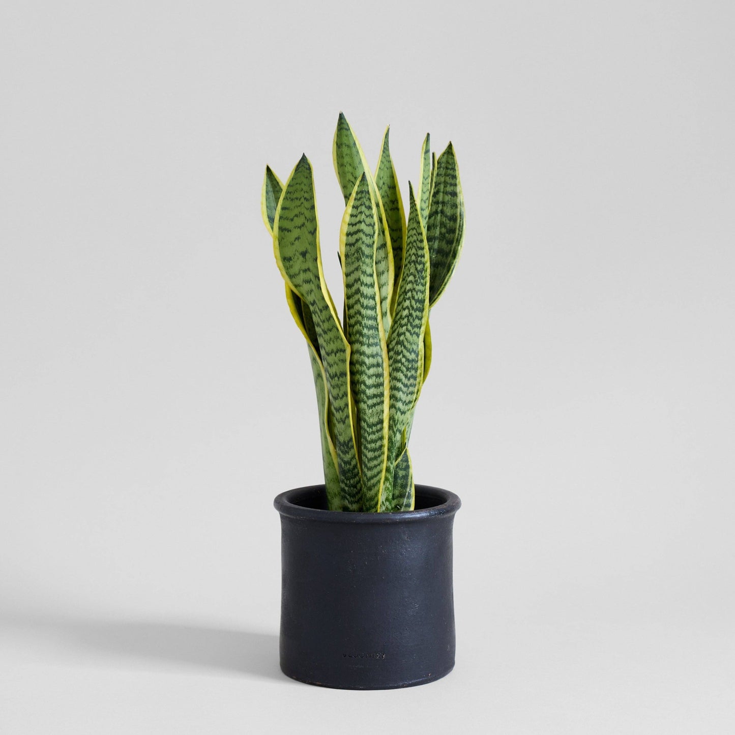 Bloomist - Modern Planter in Charcoal: Large