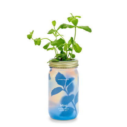 Modern Sprout - Herb Garden Jar - Basil