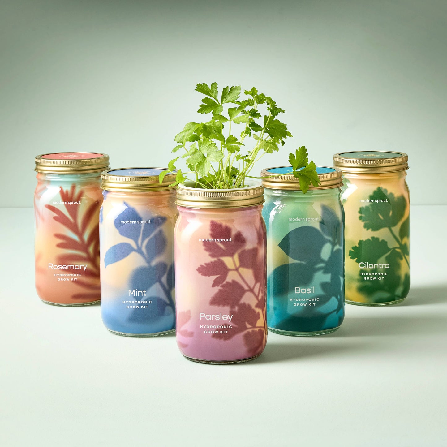 Modern Sprout - Herb Garden Jar - Basil