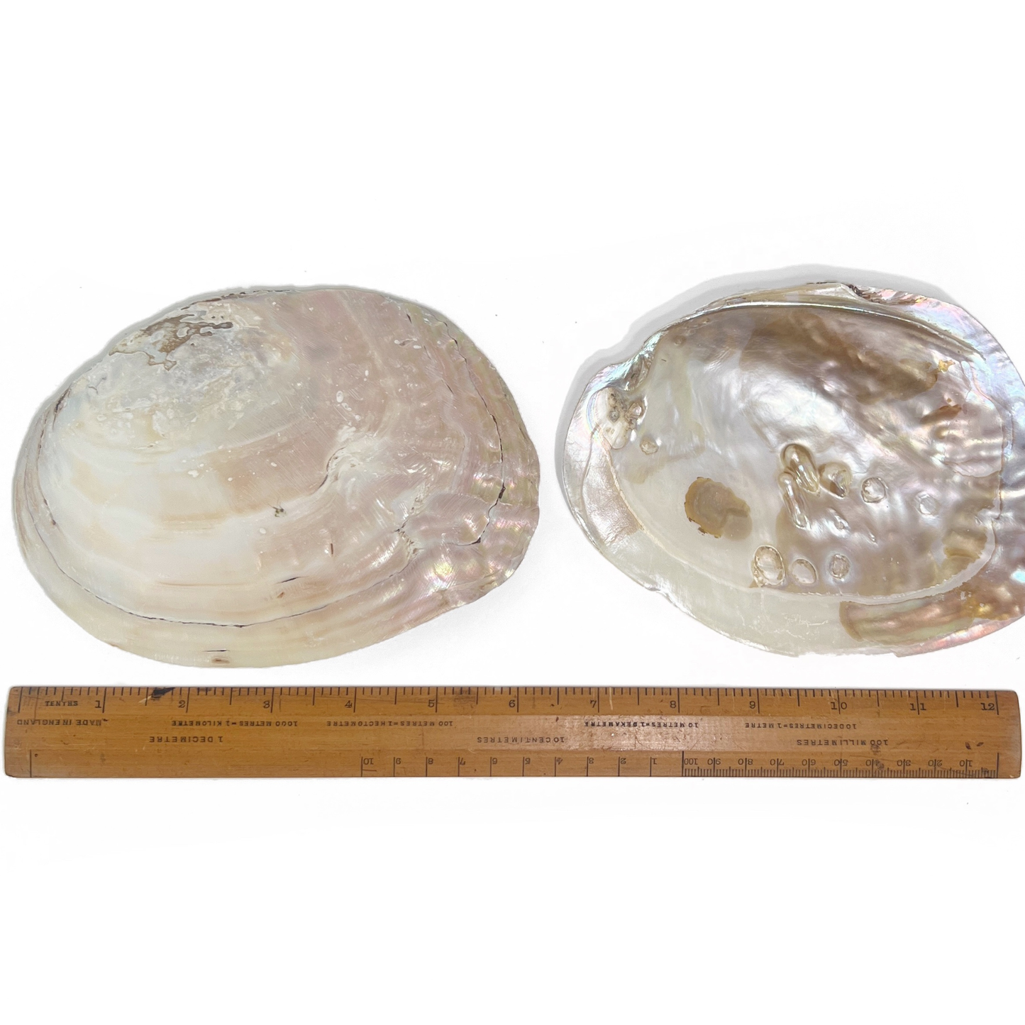 Sow the Magic - Pearl Shell Dish  |  Sage Smudge Bowl