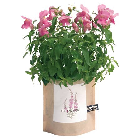 Potting Shed Creations, Ltd. - Garden in a Bag | Snapdragon