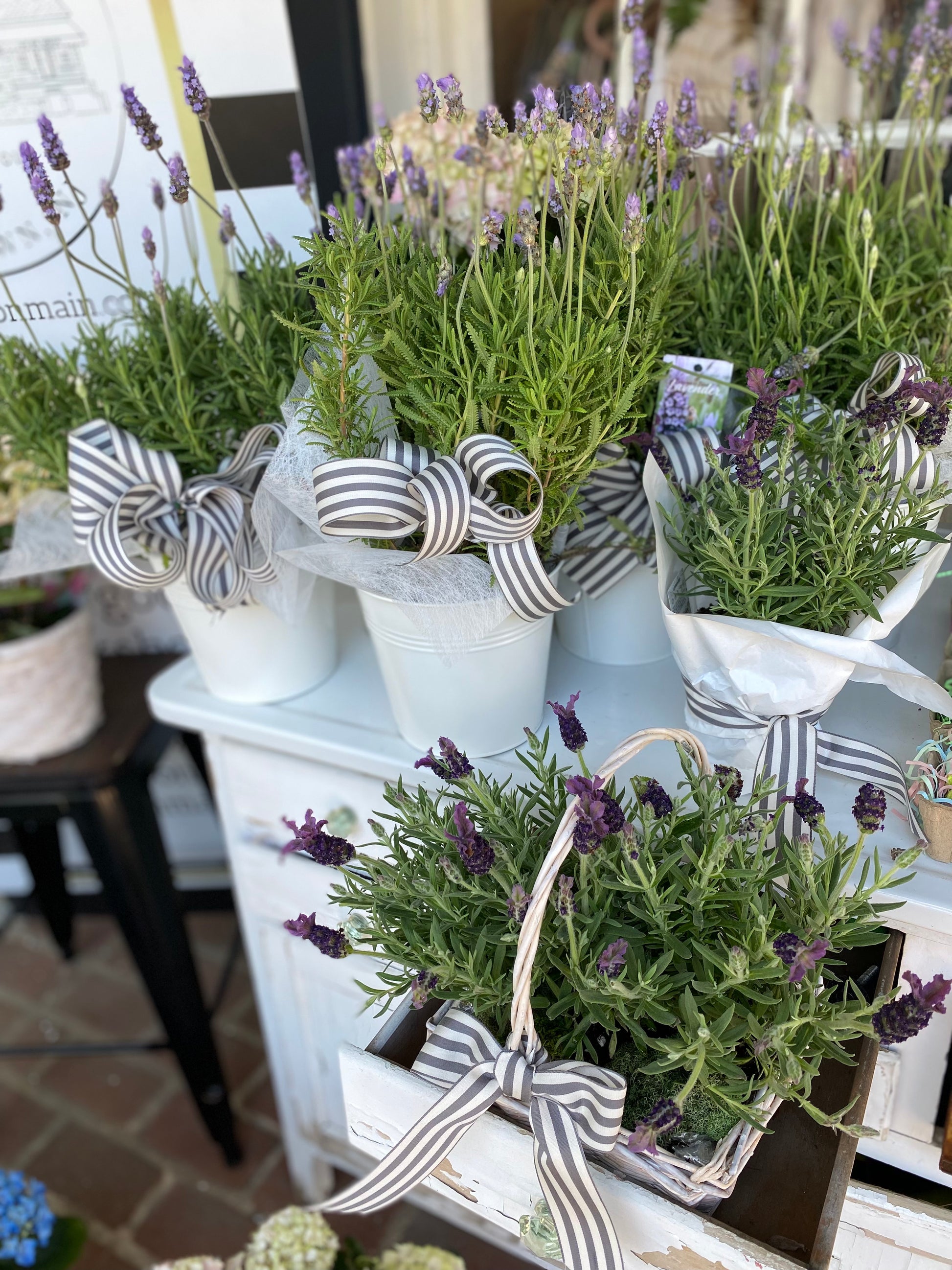 lavender plant gifts Fresh Lavender