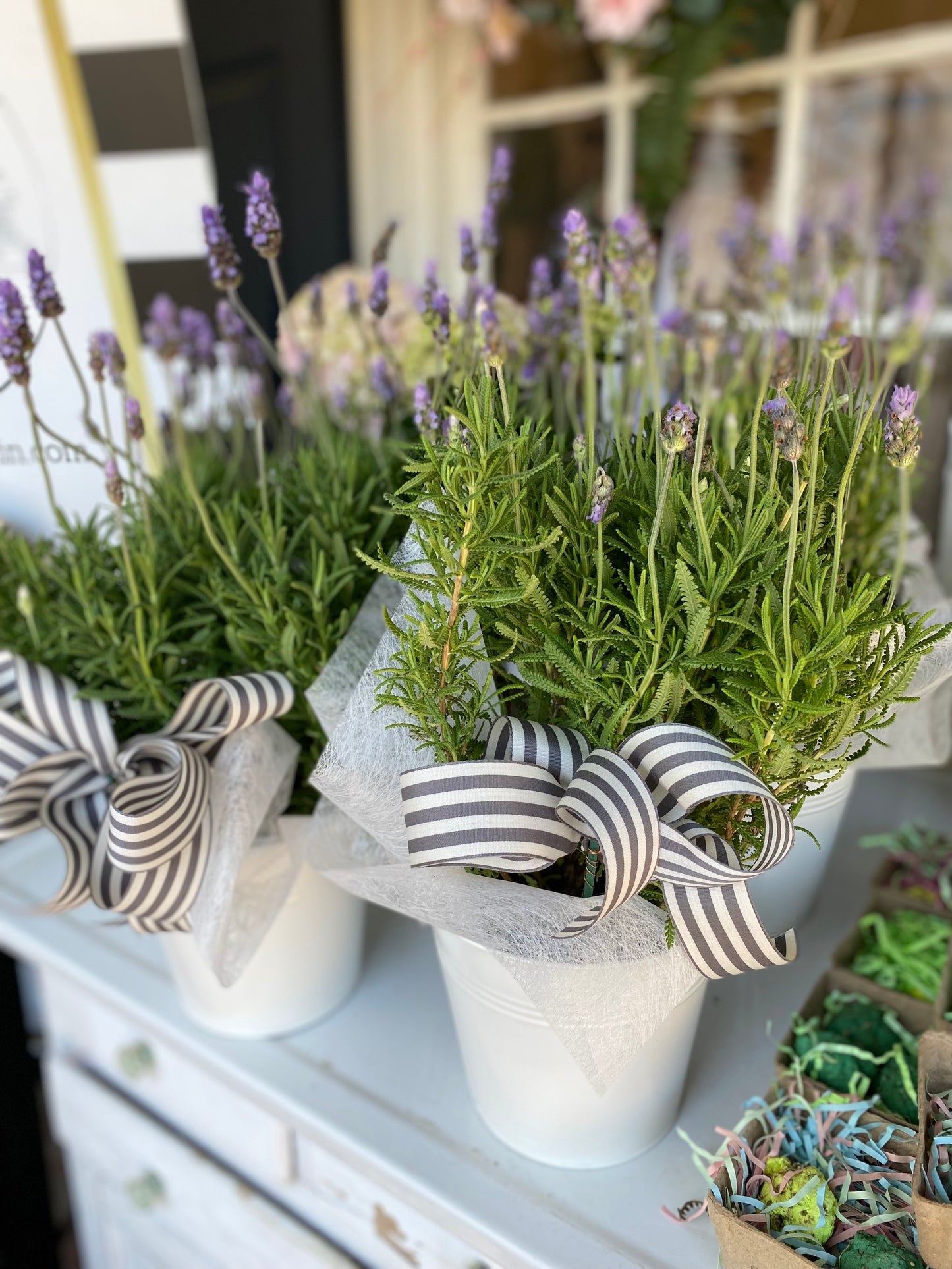 fresh lavender plant Fresh Lavender