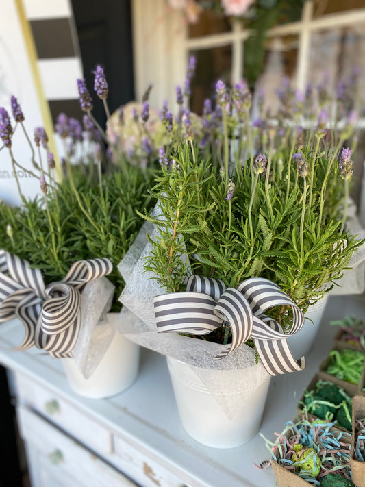 Fresh Lavender