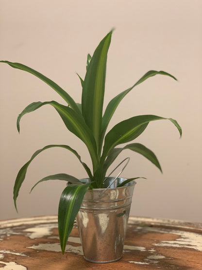 5" Indoor Plant