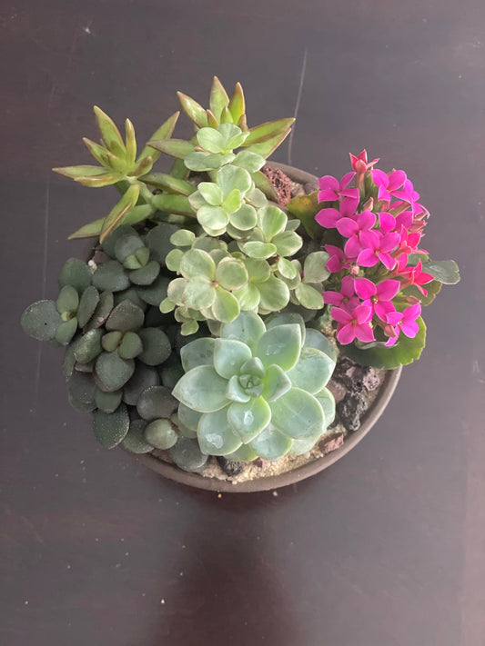 5” succulent garden